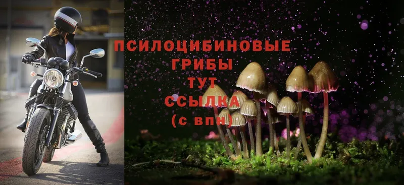 mega ТОР  купить  цена  Таганрог  Галлюциногенные грибы MAGIC MUSHROOMS 